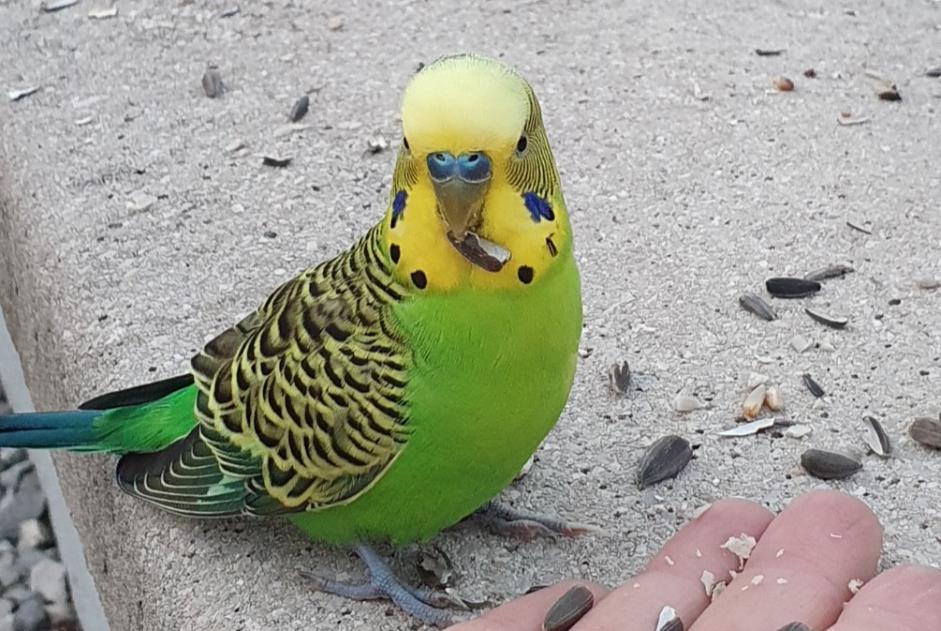 Fundmeldung Vogel Unbekannt Fontain Frankreich