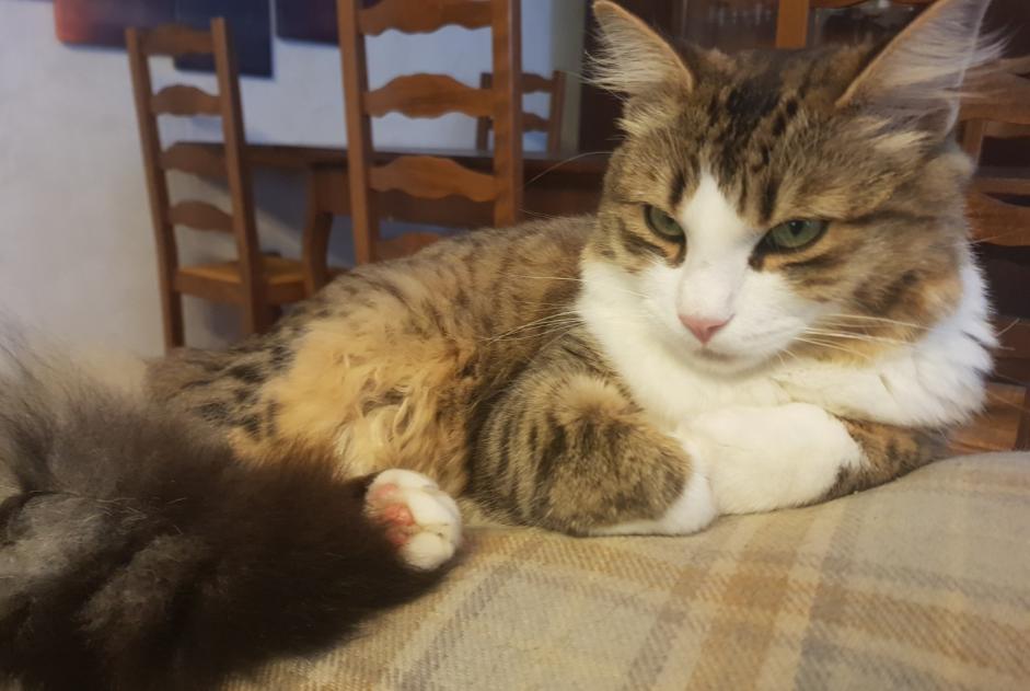 Alerte Disparition Chat  Mâle , 1 ans Hérimoncourt France