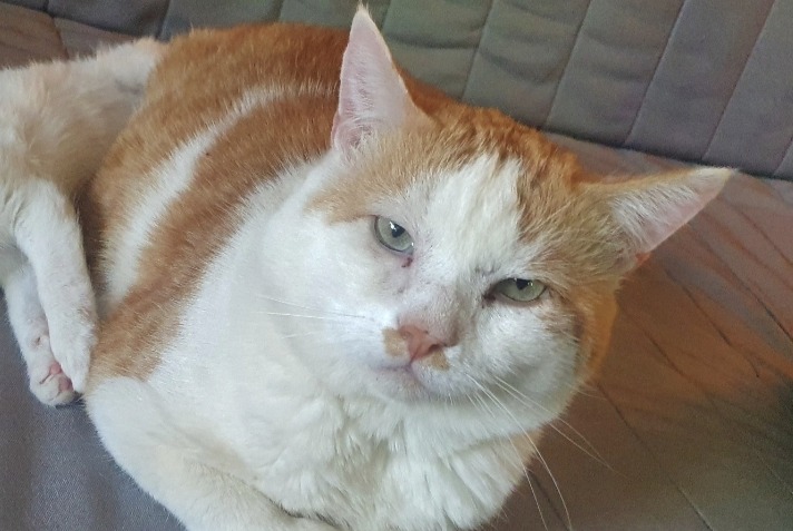 Alerte Disparition Chat Mâle , 9 ans Guignen France