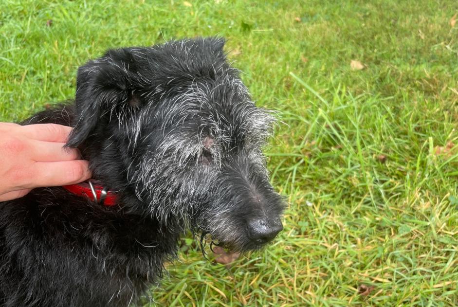 Alerte Découverte Chien Mâle Questembert France