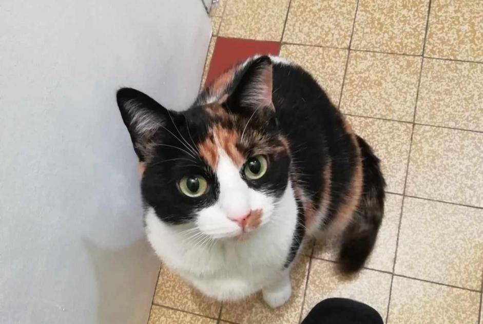 Avviso scomparsa Gatto  Femmina , 5 anni Fourg Francia