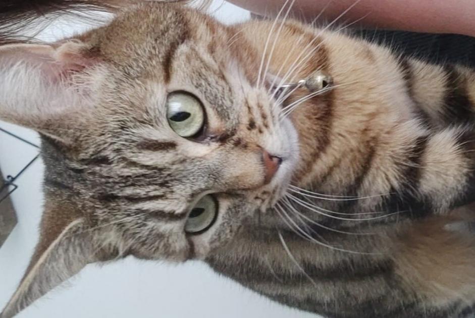 Avviso scomparsa Gatto Femmina , 6 anni Le Plessis-Trévise Francia