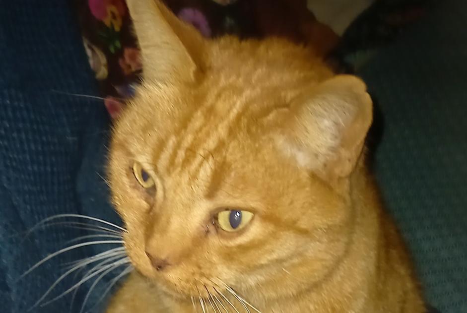 Alerta desaparecimento Gato cruzamento Macho , 15 anos Besançon France