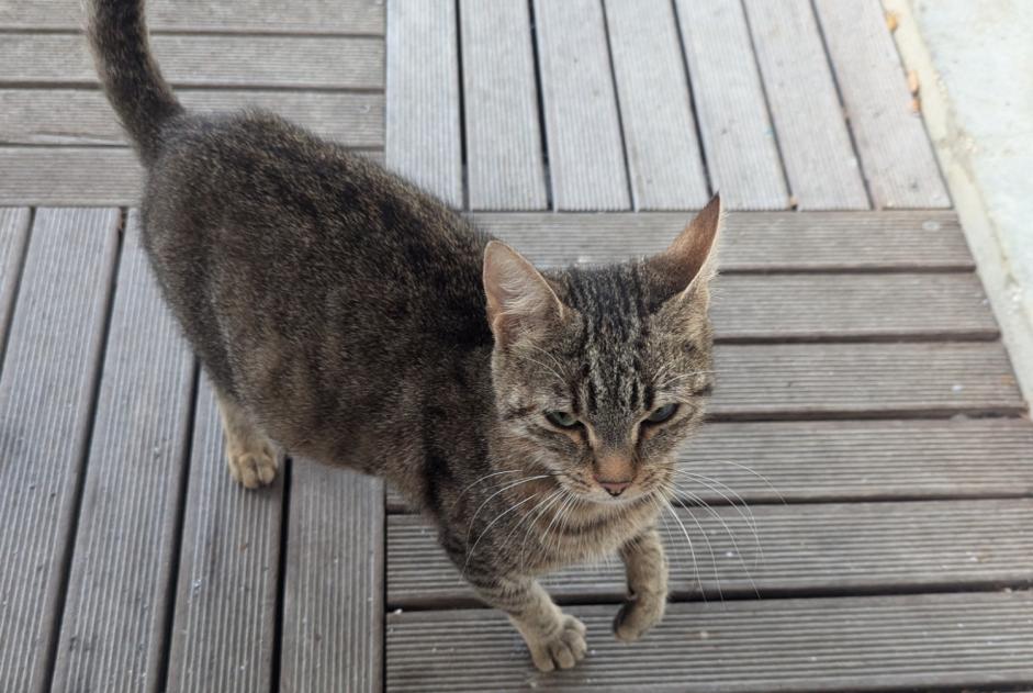 Alerta descoberta Gato cruzamento Fêmea Carnac France